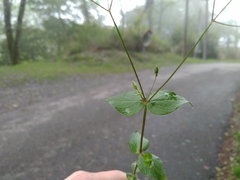 Stellaria reticulivena