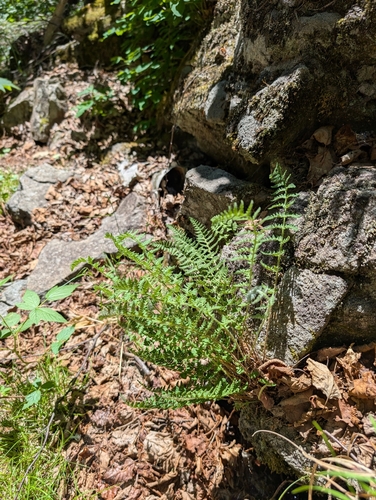 rusty woodsia