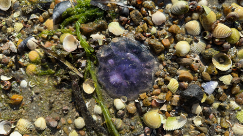 Blue Jelly