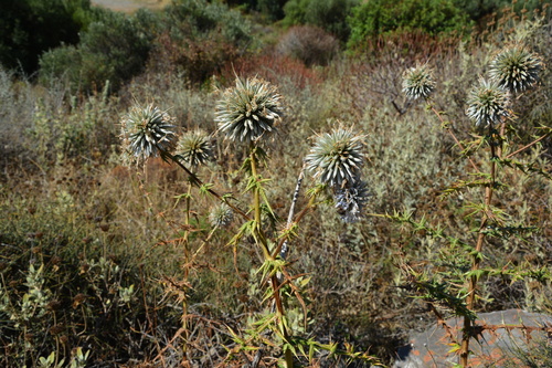 Echinops spinosissimus, photograph 2