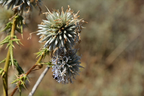 Echinops spinosissimus, photograph 3