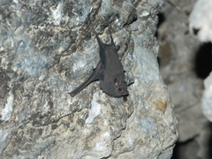 Balantiopteryx plicata