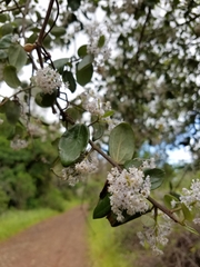 Ceanothus oliganthus sorediatus