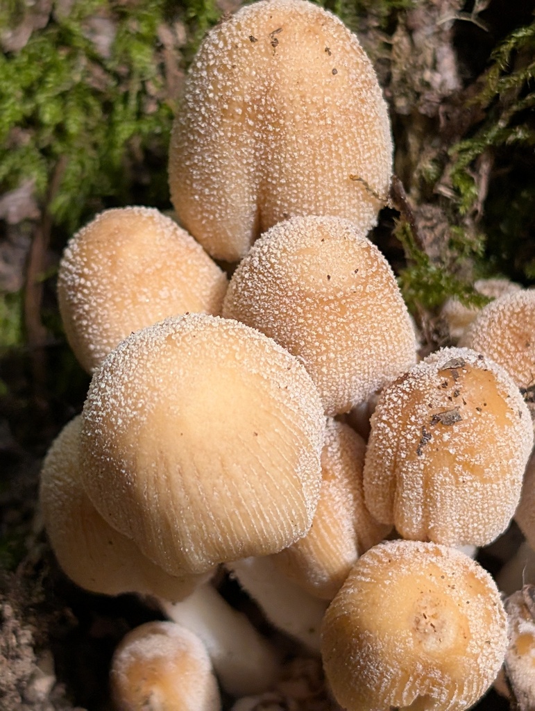mica cap · July 2026 · photo: Photo: (c) Timothy McNitt, some rights reserved (CC BY) · iNaturalist