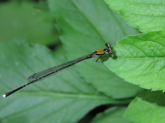 Prodasineura croconota