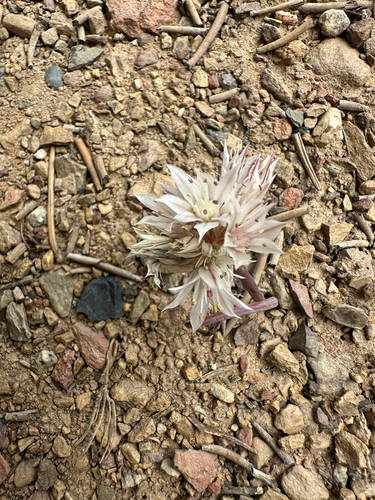 Allium atrorubens, photograph 1