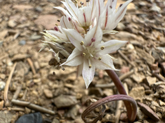 Allium atrorubens