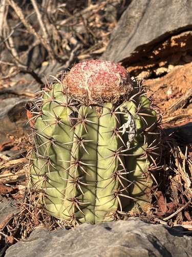Melocactus levitestatus