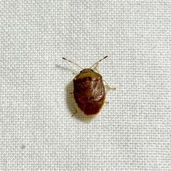 Menida