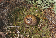 Powelliphanta