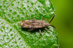 Teleonemia scrupulosa