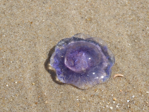 Blue Jelly, 1871 PB Schoorl, Niederlande, photo 9 of 10
