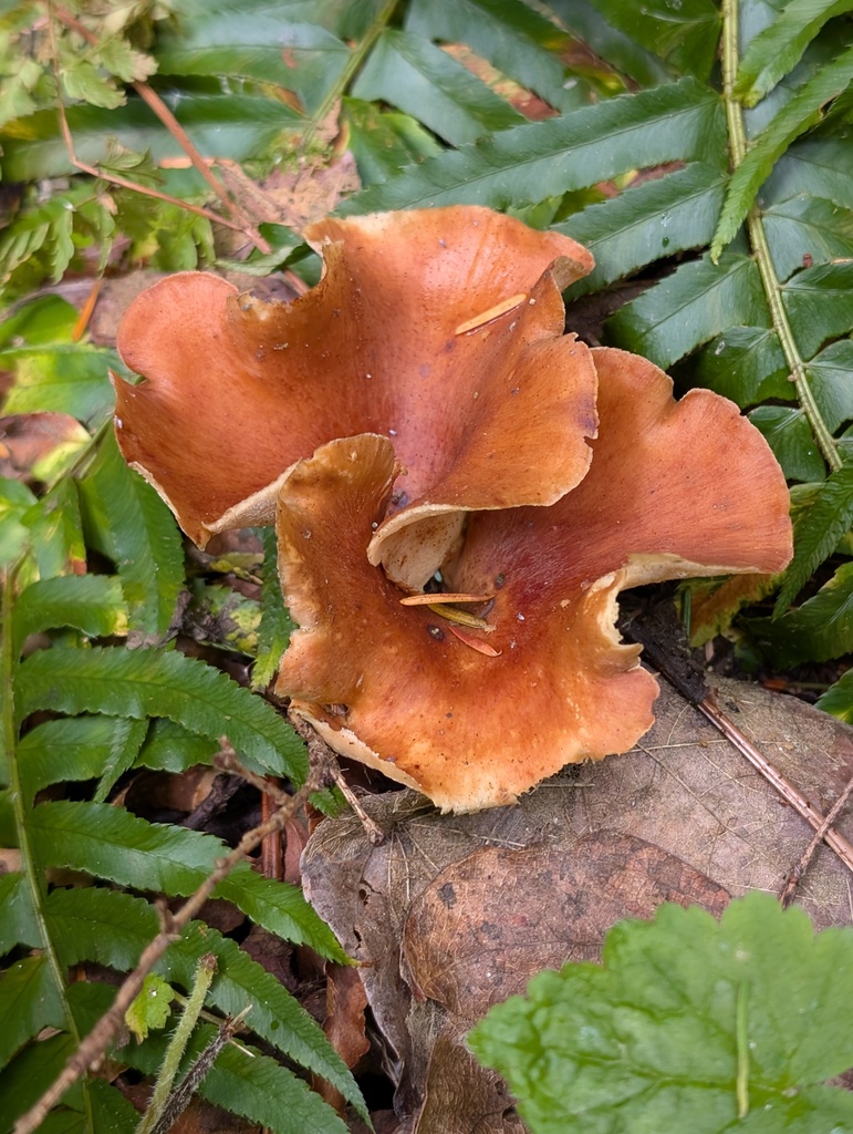 Bay Polypore · July 2026 · photo: Photo: (c) Timothy McNitt, some rights reserved (CC BY) · iNaturalist