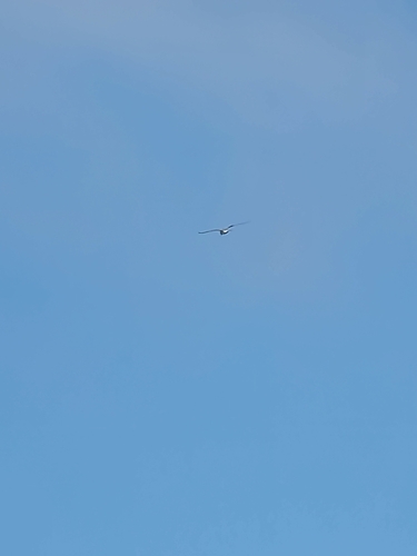 iNaturalist observation photo of Birds