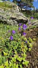 Campanula collina, photograph (c) Алина Митрикова, some rights reserved (CC BY)