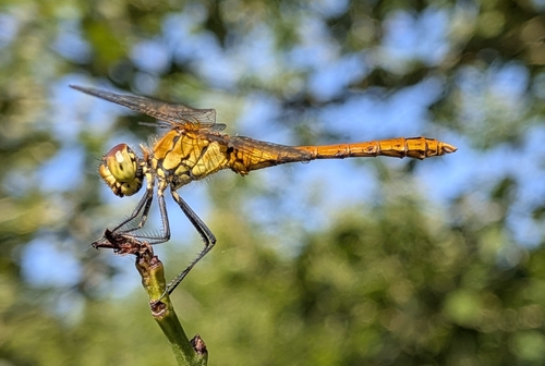 Ruddy Darter