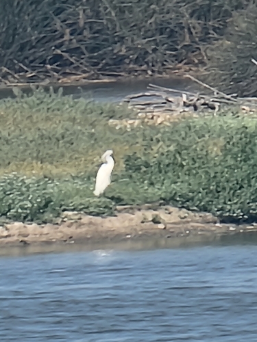 iNaturalist observation photo of Great Egret