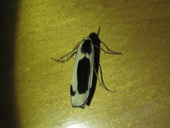 Thysanoptyx incurvata