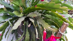 Disocactus ackermannii