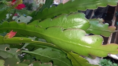 Disocactus ackermannii