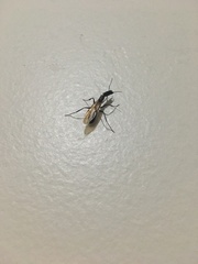 Camponotus mirabilis