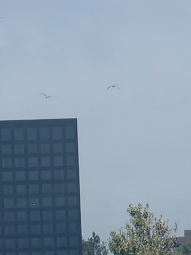 iNaturalist observation photo of White-throated Swift