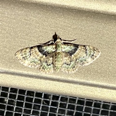 Gymnoscelis derogata