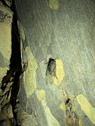 Leptosemia takanonis