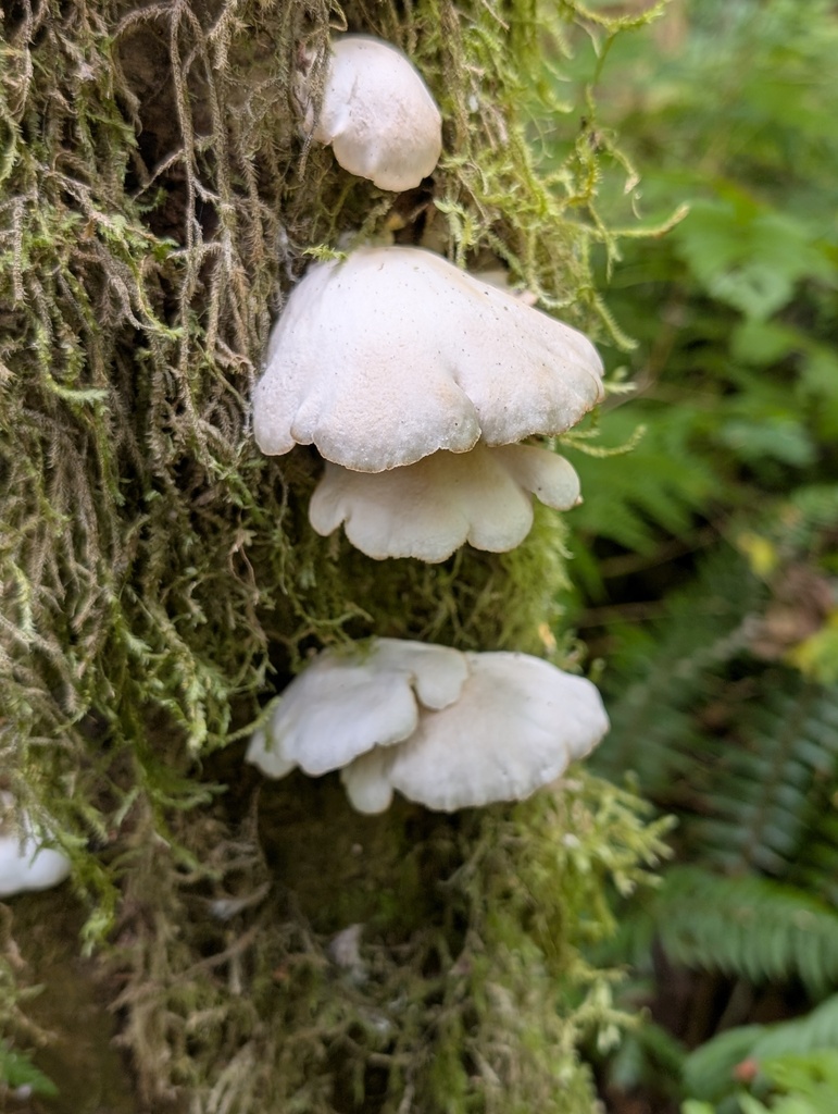 pale oyster · July 2026 · photo: Photo: (c) Timothy McNitt, some rights reserved (CC BY) · iNaturalist