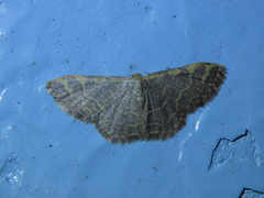 Idaea costiguttata