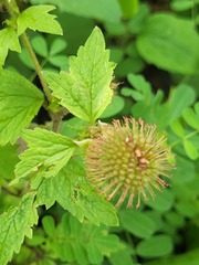 author not stated, no rights reserved Geum laciniatum, photograph author not stated, no rights reserved