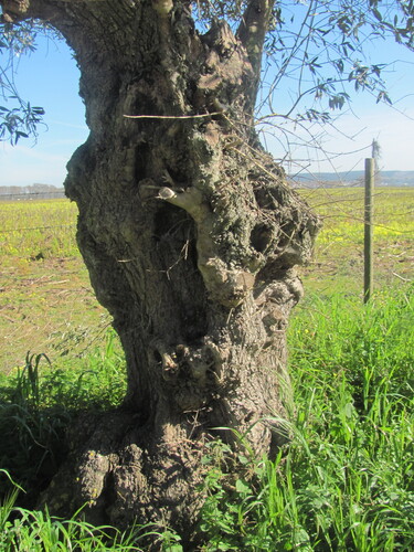 Olea europaea