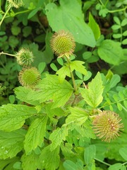 Geum laciniatum