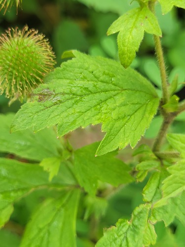 Geum laciniatum, photograph 3