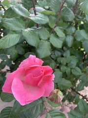 Rosa