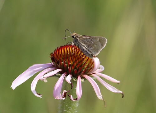 Dakota Skipper