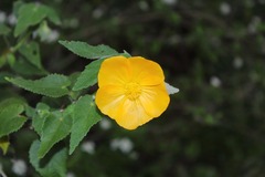 Abutilon hypoleucum
