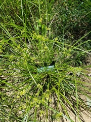 Cyperus ochraceus