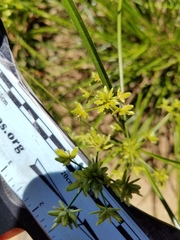 Cyperus ochraceus