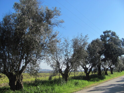 Olea europaea