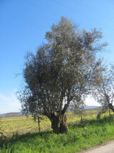 Olea europaea