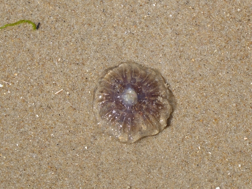 Blue Jelly, 1871 GH Niederlande, photo 10 of 10