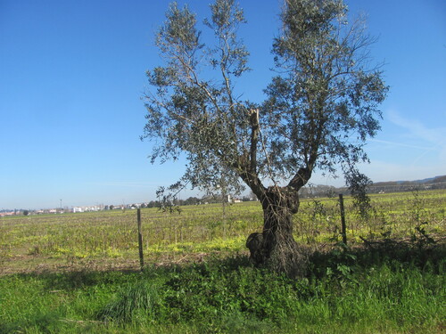 Olea europaea
