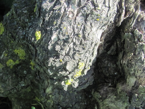 Olea europaea