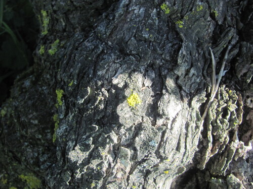 Olea europaea