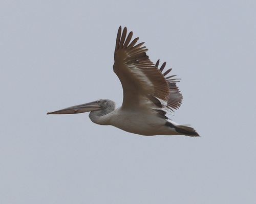 Dalmatian Pelican