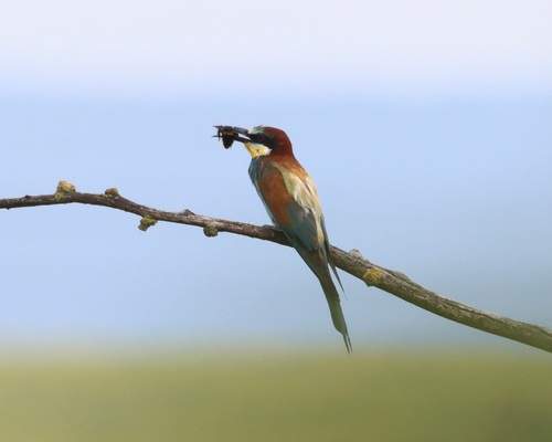 European Bee-eater