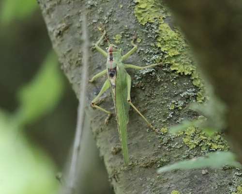 Great Green Bush-cricket