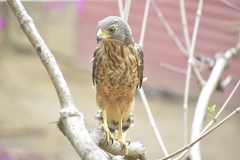 Rupornis magnirostris