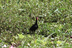 Jacana jacana hypomelaena